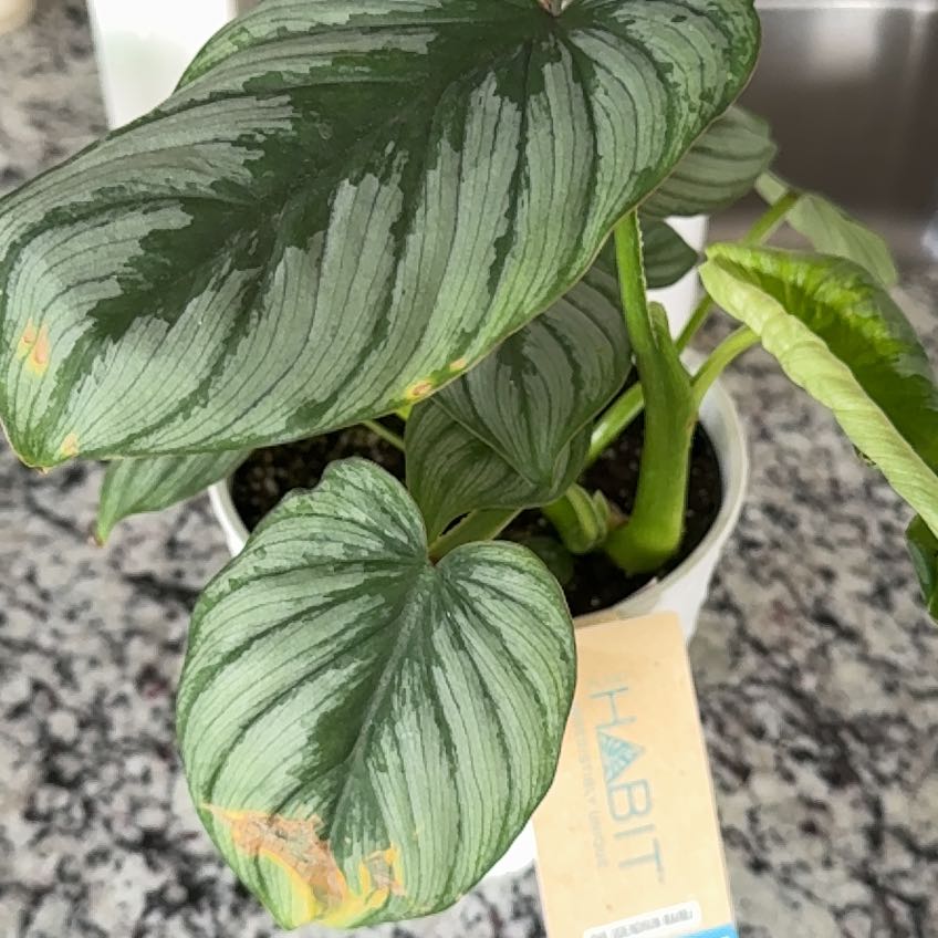 Photo of the plant species Philodendron mamei by @EpitomeBaibua65 named Duke on Greg, the plant care app