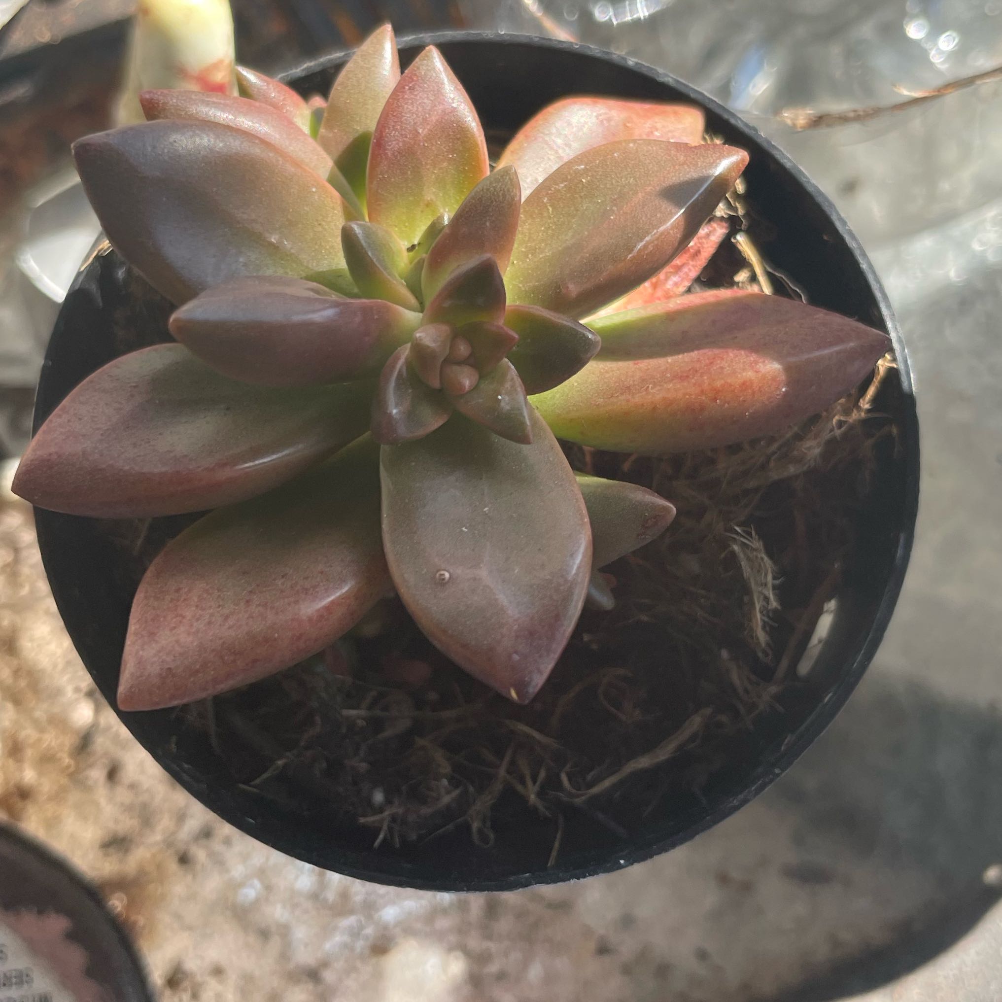 Photo of the plant species Sedeveria 'Sorrento™' by @BigFlax24 named Einstein on Greg, the plant care app