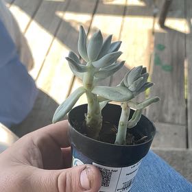 Photo of the plant species Moonsilver by @BigFlax24 named Austen on Greg, the plant care app