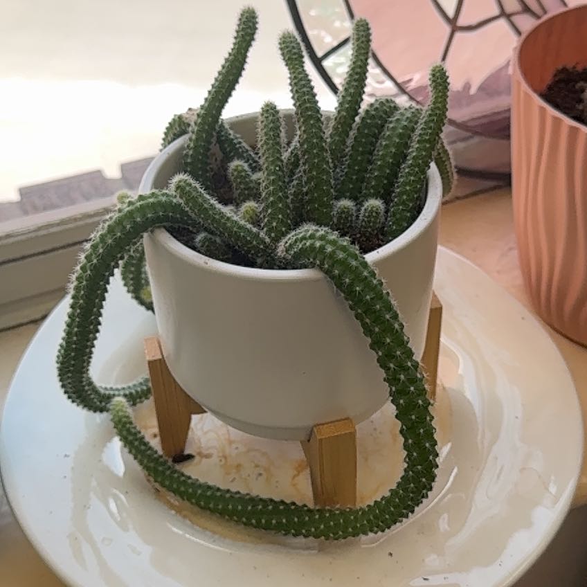 Photo of the plant species Peanut Cactus by @FriendlyRiberry named Charlie Brown on Greg, the plant care app