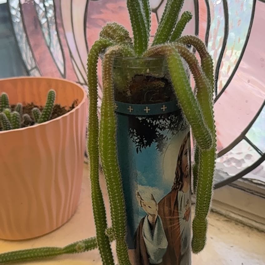 Photo of the plant species Peanut Cactus by @FriendlyRiberry named Snoopy on Greg, the plant care app