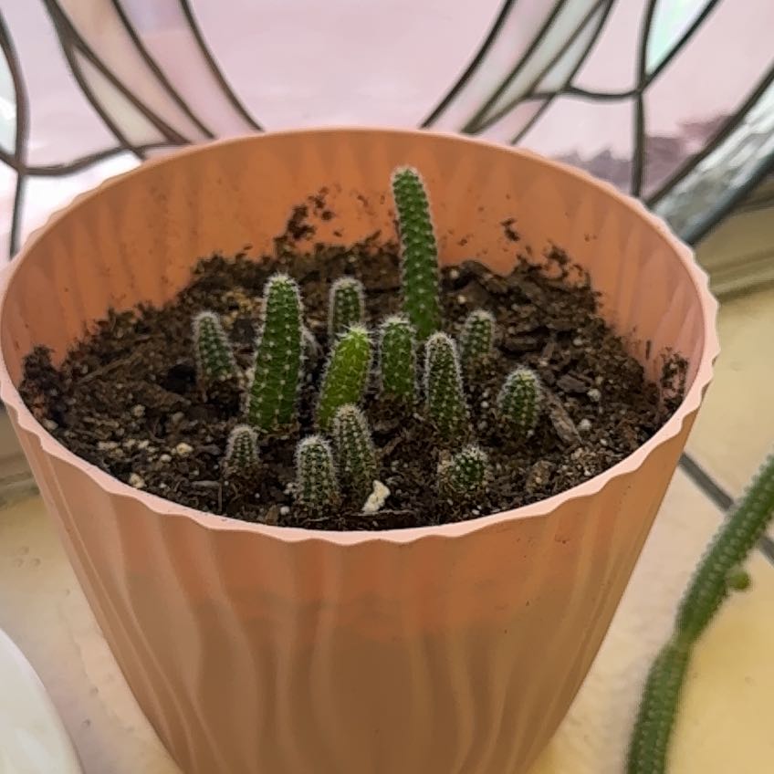 Photo of the plant species Peanut Cactus by @FriendlyRiberry named Sally on Greg, the plant care app