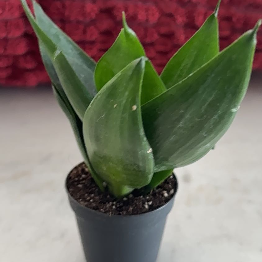 Photo of the plant species Box Holly by @SleekTearose66 named Sahara on Greg, the plant care app