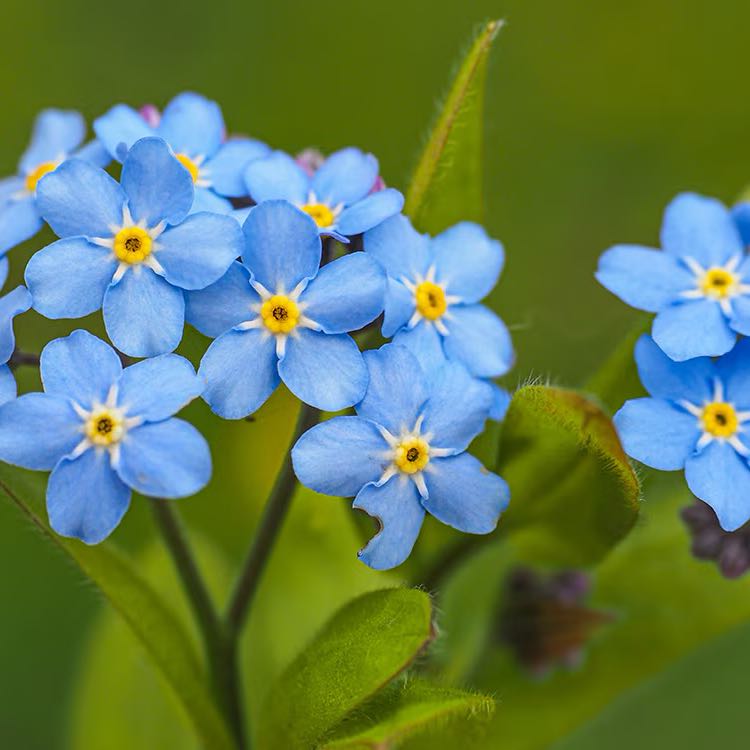 Photo of the plant species Forget-Me-Not by @ClassyShallot61 named Gaga on Greg, the plant care app