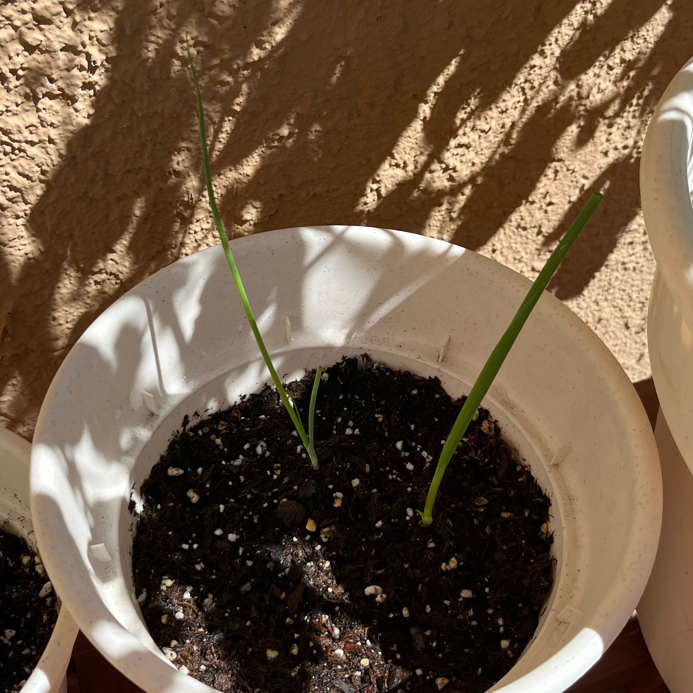 Photo of the plant species Green Onion by @PrinceVince44 named Green Onion on Greg, the plant care app