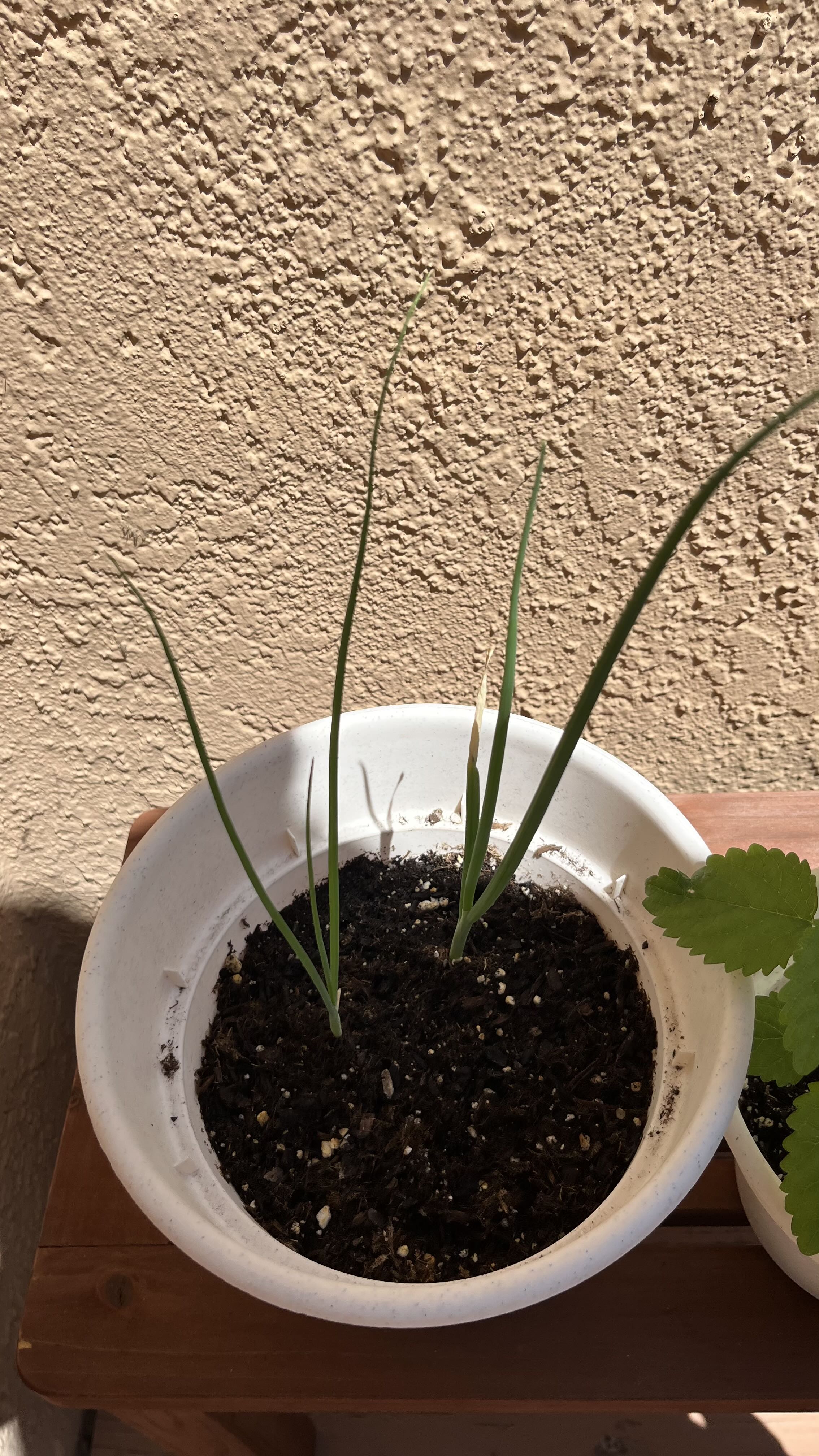 Photo from the post