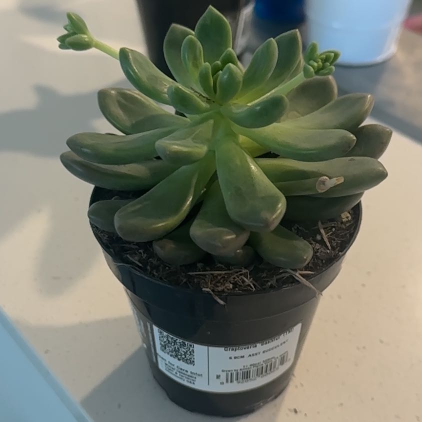 Photo of the plant species Graptoveria 'Bashful™' by @GymnasticAtom13 named Bruce Lee on Greg, the plant care app