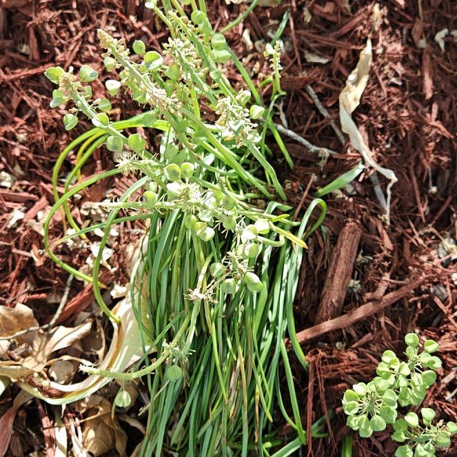 Photo of the plant species Common Grape Hyacinth by @HotFuchsia75 named Kobe on Greg, the plant care app