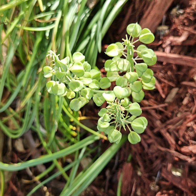 Photo of the plant species Common Grape Hyacinth by @HotFuchsia75 named Drake on Greg, the plant care app