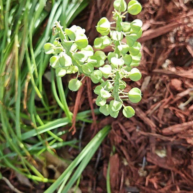 Photo of the plant species Common Grape Hyacinth by @HotFuchsia75 named Gaga on Greg, the plant care app
