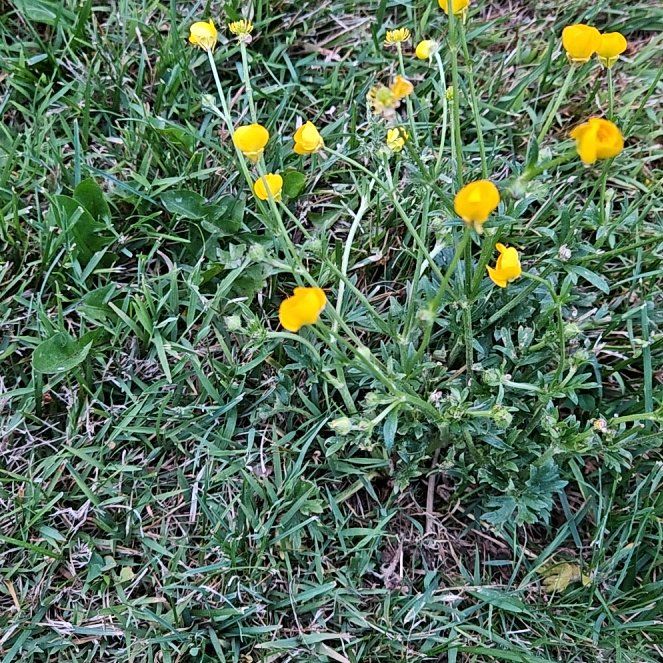 Photo of the plant species Common Buttercup by @HotFuchsia75 named Buttercup on Greg, the plant care app
