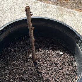 Photo of the plant species Bonanza Patio Peach Tree by @NaturallyCorn65 named Demi on Greg, the plant care app