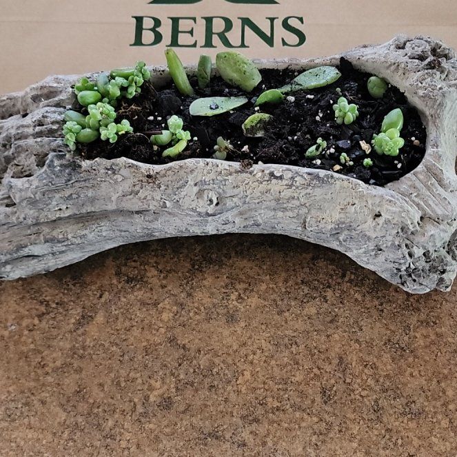 Photo of the plant species Succulent by @melsplantlife named New kids in the log on Greg, the plant care app