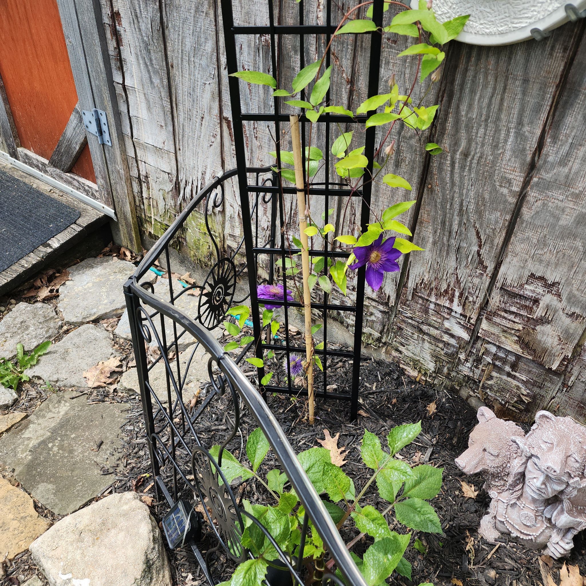 Photo of the plant species Crimson Clematis by @melsplantlife named Messi on Greg, the plant care app