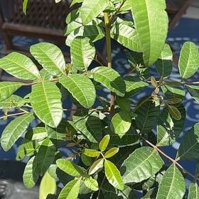 Photo of the plant species Brazilian Peppertree by @BigSedge73 named McKinley on Greg, the plant care app