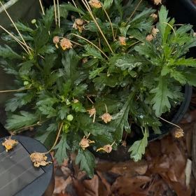 Photo of the plant species African Bush Daisy by @SoaringGutweed2 named Scarlett on Greg, the plant care app