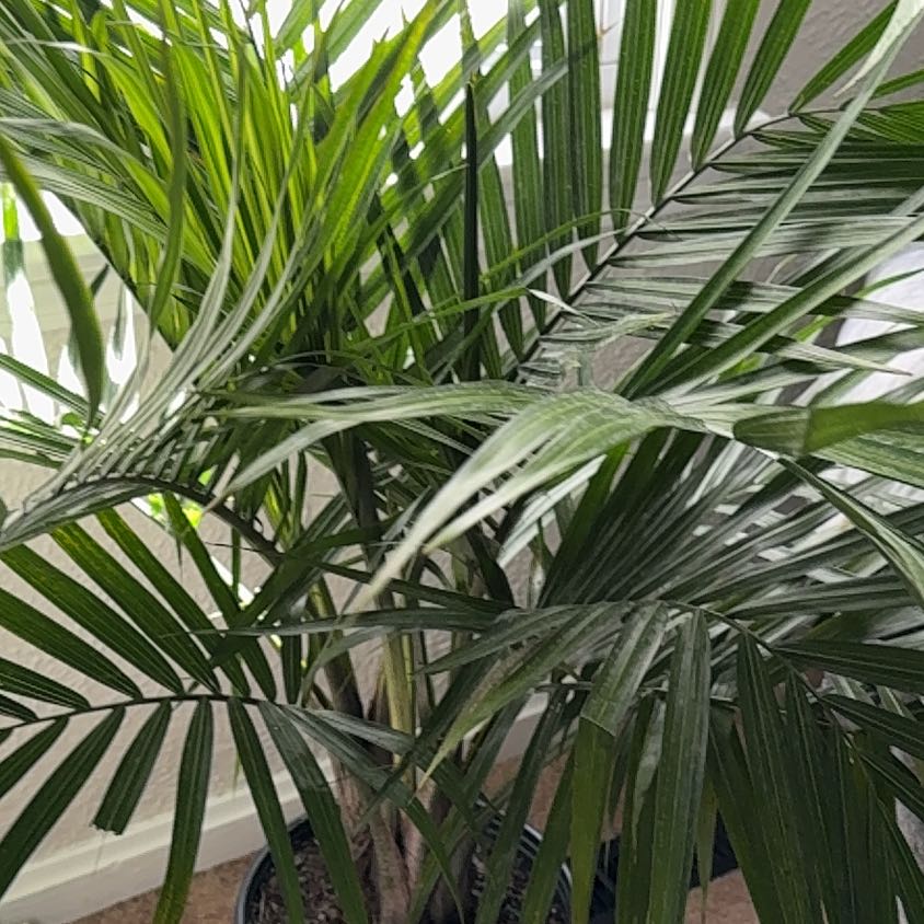 Photo of the plant species Majesty Palm by @NovelYuzutree72 named Mochi on Greg, the plant care app