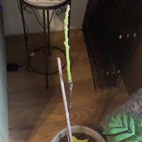 Photo of the plant species Avacado Tree by @TrueLacefern82 named Stella on Greg, the plant care app