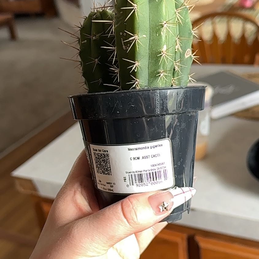 Photo of the plant species Baseball Cactus by @RichBoneset5 named Kobe on Greg, the plant care app