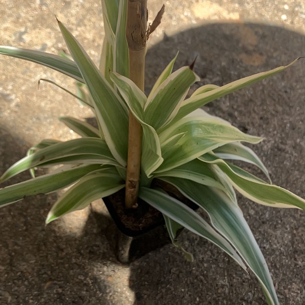 Photo of the plant species Johnsongrass by @FamedBlinks82 named Figyonce on Greg, the plant care app