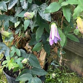 Photo of the plant species Oceanblue Morning-Glory by @DearClusia46 named Fernie Saunders on Greg, the plant care app