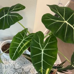 Photo of the plant species Alocasia 'Mythic Frydek' by @SlinkyWasabi24 named Gregarious on Greg, the plant care app