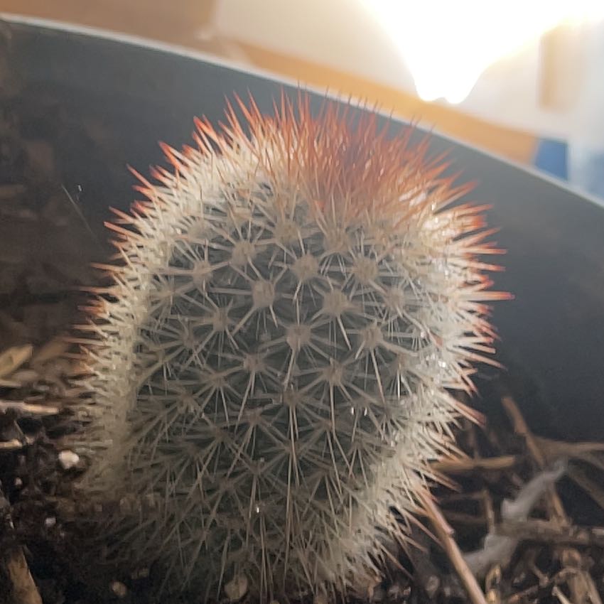 Photo of the plant species Mammillaria spinosissima f. rubrispina by @TopRedclaws25 named Starfire on Greg, the plant care app