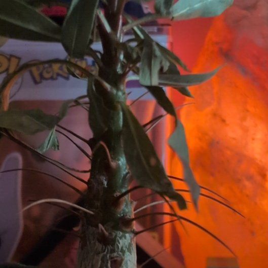 Photo of the plant species Fouquieria fasciculata by @WinRosea5 named Forrest on Greg, the plant care app