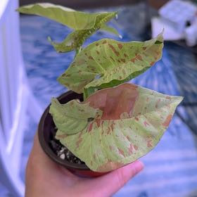 Photo of the plant species Milk Confetti by @PeachyBee named Fernie Mac on Greg, the plant care app