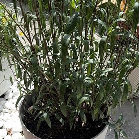 Photo of the plant species Mexican Bluebell by @GuruMiro17 named Fernie Mac on Greg, the plant care app