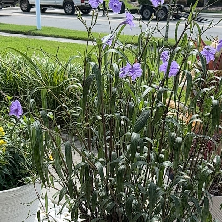 Photo of the plant species Mexican Bluebell by @GuruMiro17 named Sigmund on Greg, the plant care app