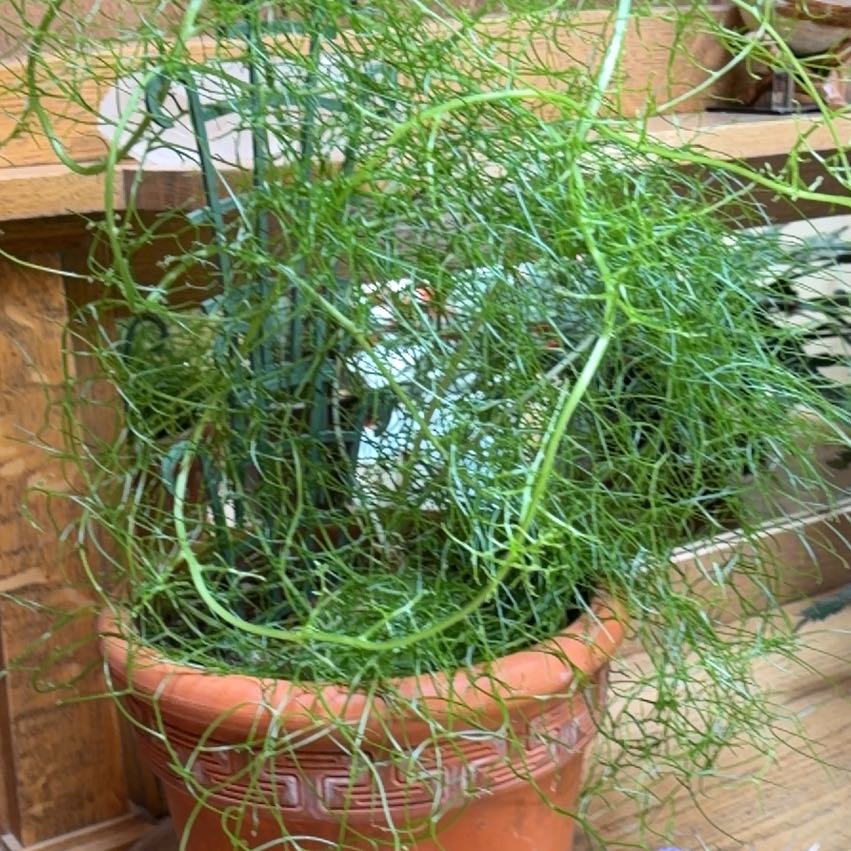 Photo of the plant species Climbing Onion by @AstuteSoursop91 named Dax on Greg, the plant care app