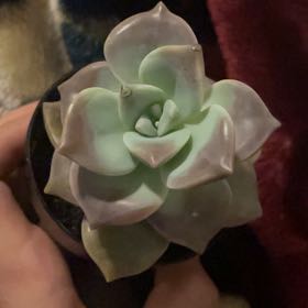 Photo of the plant species Five Stamen Graptopetalum by @MaternalPlanty7 named Maria on Greg, the plant care app