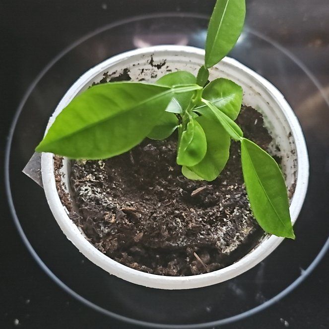 Photo of the plant species Grapefruit Tree by @EarlyBokchoi20 named Elina on Greg, the plant care app