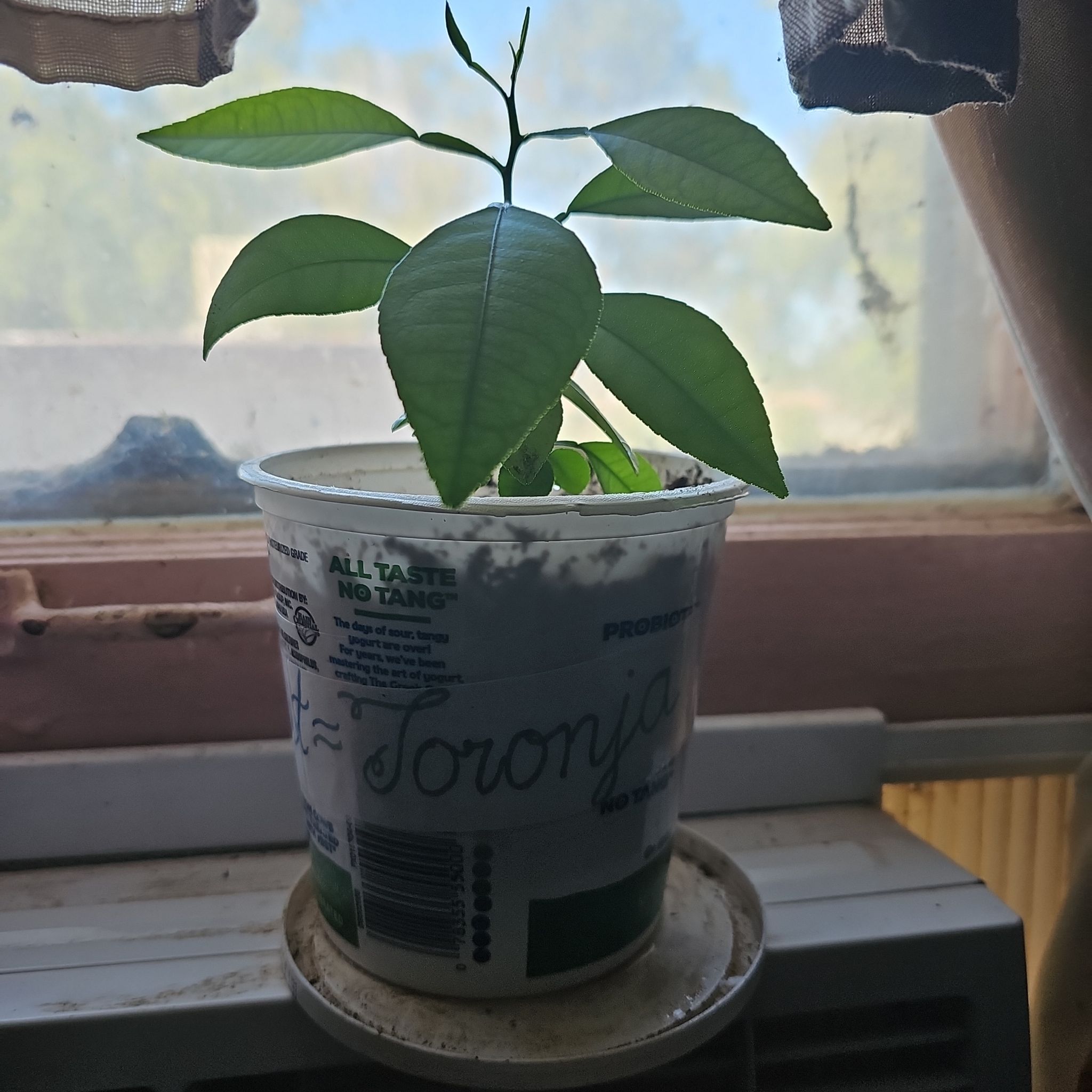 Photo of the plant species Grapefruit Tree by @EarlyBokchoi20 named Elina on Greg, the plant care app