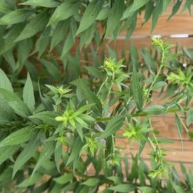 Photo of the plant species Wrinkleleaf Goldenrod by @CasualAvocado9 named Duke on Greg, the plant care app