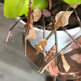 Photo of the plant species Bengal Clockvine by @CasualAvocado9 named da Vinci on Greg, the plant care app