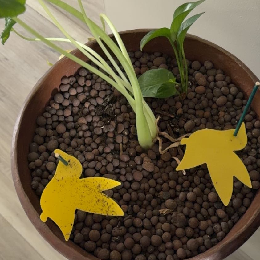 Photo of the plant species Daffodil by @CasualAvocado9 named Sahara on Greg, the plant care app
