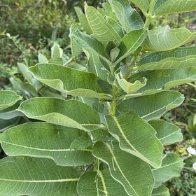 Photo of the plant species Asclepias Syriaca by @CasualAvocado9 named Kobe on Greg, the plant care app