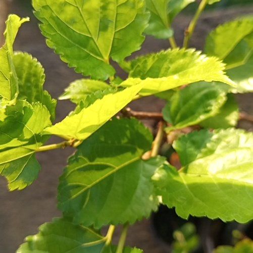 Photo of the plant species Black Mulberry by @TopRedlog28 named Kesha on Greg, the plant care app