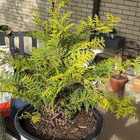 Photo of the plant species Soft Serve Gold False Cypress by @YokeRamshorn35 named Daphne on Greg, the plant care app