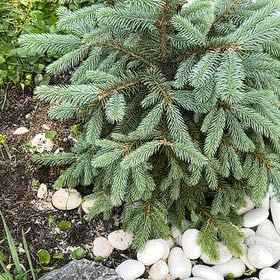 Photo of the plant species Blue Spruce by @YokeRamshorn35 named Sanders on Greg, the plant care app