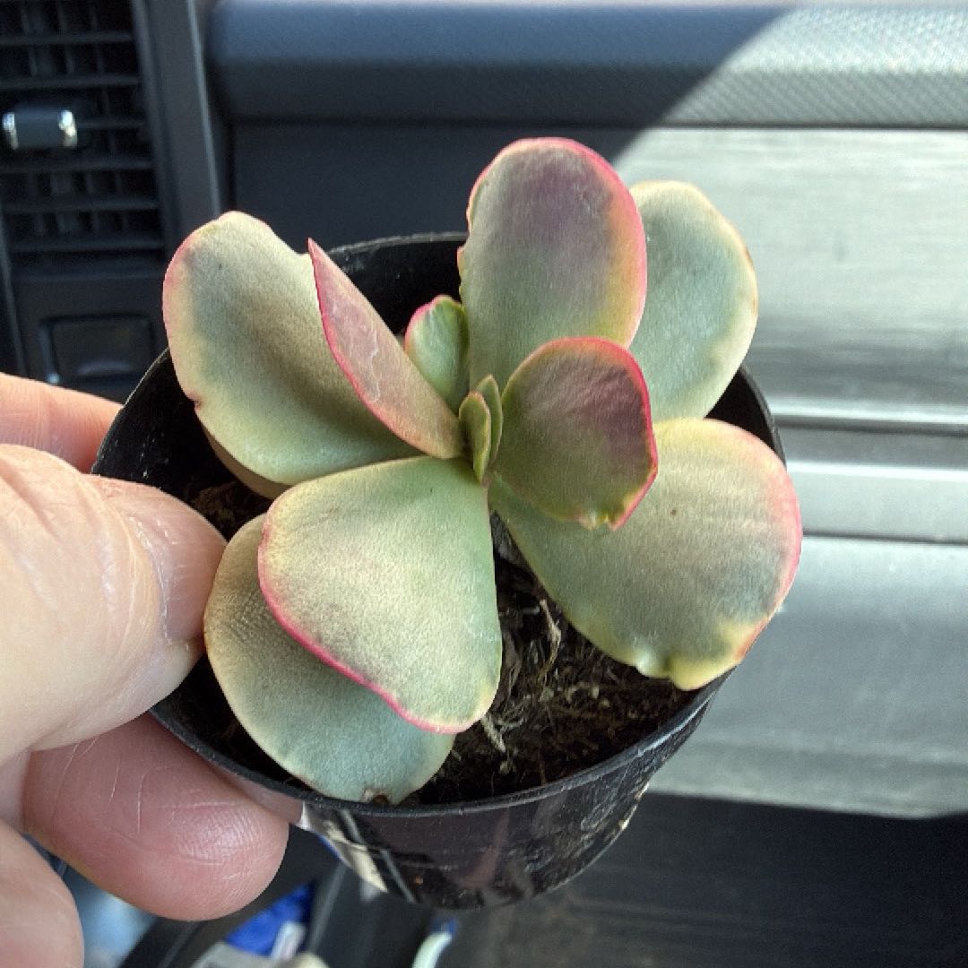Photo of the plant species Pink Jade by @YeveLantana17 named Rosa on Greg, the plant care app