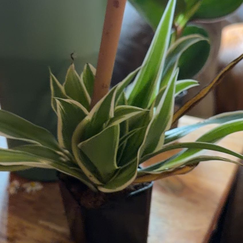 Photo of the plant species California False Hellebore by @CaptainBarley61 named James Dean on Greg, the plant care app