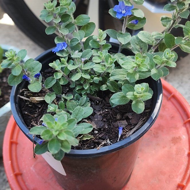 Photo of the plant species Beach Bum Blue by @ProudlyPecan27 named Hemingway on Greg, the plant care app