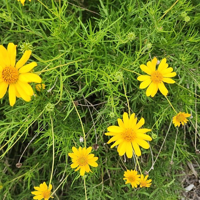 Photo of the plant species Hartweg's Pricklyleaf by @ProudlyPecan27 named Kylie on Greg, the plant care app