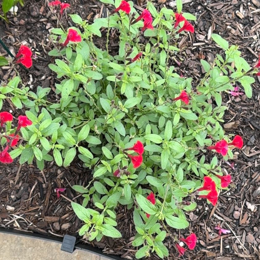 Photo of the plant species Autumn Sage by @CordialGollum2 named Doja Cat on Greg, the plant care app