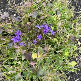 Photo of the plant species Serbian Bellflower by @CordialGollum2 named Kylie on Greg, the plant care app