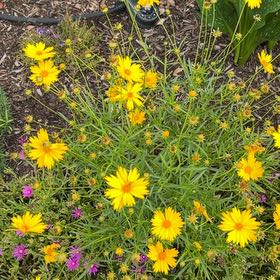 Photo of the plant species Large-Flowered Tickseed by @CordialGollum2 named Naomi on Greg, the plant care app