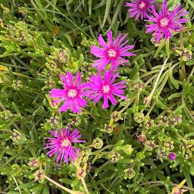 Photo of the plant species Drosanthemum Floribundum by @CordialGollum2 named Gaga on Greg, the plant care app